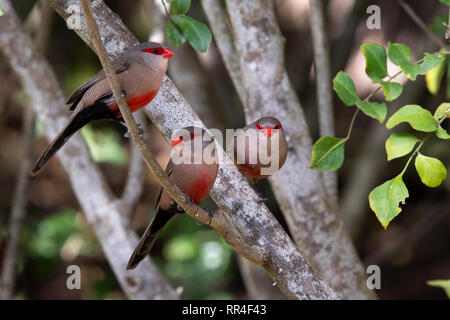 Comune, waxbill Estrilda astrild, deserto, Sud Africa Foto Stock