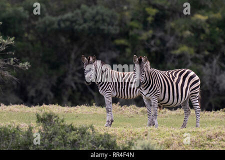 La Burchell zebra, Equus burchelli, Plettenberg Bay, Sud Africa Foto Stock