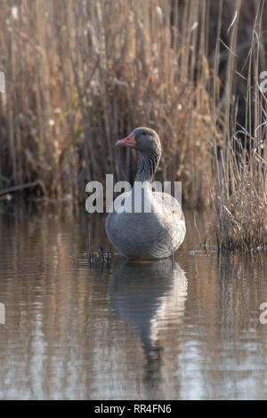 Scatto frontale graylag sorge su una piccola isola di fronte sfocato sfondo reed con spazio di copia Foto Stock