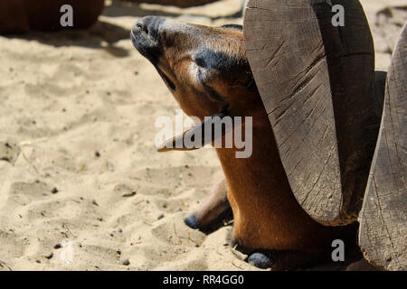 Capra marrone rilassante nella sabbia Foto Stock
