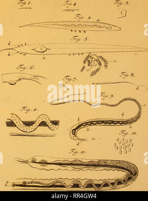 . Abhandlung von der Erzeugung der Eingeweidewürmer und den Mitteln dieselben più ampio : Eine von der Königlich Dänischen Societät der Wissenschaften zu Copenhagen gekrönte Preisschrift ... Cestoda. %^.IX.. Si prega di notare che queste immagini vengono estratte dalla pagina sottoposta a scansione di immagini che possono essere state migliorate digitalmente per la leggibilità - Colorazione e aspetto di queste illustrazioni potrebbero non perfettamente assomigliano al lavoro originale. Bloch, Marcus Elieser, 1723-1799. Berlino : Siegismund Friedrich Hesse Foto Stock