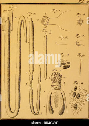 . Abhandlung von der Erzeugung der Eingeweidewürmer und den Mitteln dieselben più ampio : Eine von der Königlich Dänischen Societät der Wissenschaften zu Copenhagen gekrönte Preisschrift ... Cestoda. . Si prega di notare che queste immagini vengono estratte dalla pagina sottoposta a scansione di immagini che possono essere state migliorate digitalmente per la leggibilità - Colorazione e aspetto di queste illustrazioni potrebbero non perfettamente assomigliano al lavoro originale. Bloch, Marcus Elieser, 1723-1799. Berlino : Siegismund Friedrich Hesse Foto Stock