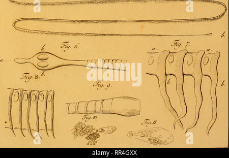 . Abhandlung von der Erzeugung der Eingeweidewürmer und den Mitteln dieselben più ampio : Eine von der Königlich Dänischen Societät der Wissenschaften zu Copenhagen gekrönte Preisschrift ... Cestoda. '^-^-^.^^",,,^,,,,,,","j,,^^^. 7735'^jo. Si prega di notare che queste immagini vengono estratte dalla pagina sottoposta a scansione di immagini che possono essere state migliorate digitalmente per la leggibilità - Colorazione e aspetto di queste illustrazioni potrebbero non perfettamente assomigliano al lavoro originale. Bloch, Marcus Elieser, 1723-1799. Berlino : Siegismund Friedrich Hesse Foto Stock