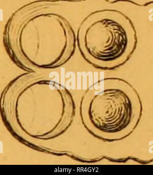 . Abhandlung von der Erzeugung der Eingeweidewürmer und den Mitteln dieselben più ampio : Eine von der Königlich Dänischen Societät der Wissenschaften zu Copenhagen gekrönte Preisschrift ... Cestoda. ^ '^Ü ^H't/. 5. '^-^-^.^^",,,^,,,,,,","j,,^^^. Si prega di notare che queste immagini vengono estratte dalla pagina sottoposta a scansione di immagini che possono essere state migliorate digitalmente per la leggibilità - Colorazione e aspetto di queste illustrazioni potrebbero non perfettamente assomigliano al lavoro originale. Bloch, Marcus Elieser, 1723-1799. Berlino : Siegismund Friedrich Hesse Foto Stock