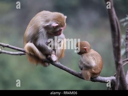 (190224) -- ZHANGJIAJIE, Feb 24, 2019 (Xinhua) -- macachi sono visti a Wulingyuan Parco Nazionale di Zhangjiajie, centrale provincia cinese di Hunan, nel febbraio 24, 2019. La primavera ha portato un clima caldo e per il parco nazionale e la vivace macachi ha attirato un sacco di turisti' attenzione. (Xinhua/Wu Yongbing) Foto Stock