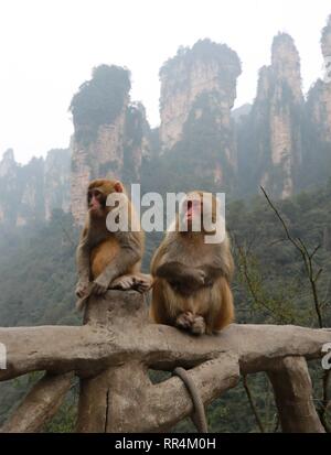 (190224) -- ZHANGJIAJIE, Feb 24, 2019 (Xinhua) -- macachi sono visti a Wulingyuan Parco Nazionale di Zhangjiajie, centrale provincia cinese di Hunan, nel febbraio 24, 2019. La primavera ha portato un clima caldo e per il parco nazionale e la vivace macachi ha attirato un sacco di turisti' attenzione. (Xinhua/Wu Yongbing) Foto Stock