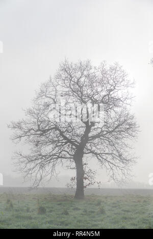 Warrington, Cheshire, Regno Unito. 24 Febbraio, 2019. 24-02-19   il tempo ha dato una nebbiosa mattina a Grappenhall Heys vicino a Warrington, Cheshire, Inghilterra. Una giornata di sole era stato meteo ma ci è voluto un po' di tempo per bruciare la nebbia in campagna Credito: John Hopkins/Alamy Live News Foto Stock