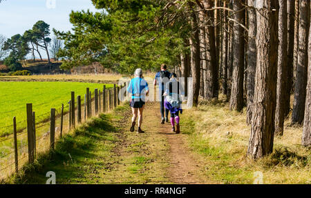 John Muir Country Park, Dunbar, East Lothian, Scozia, Regno Unito, 24 febbraio 2019. Le persone che eseguono su un pino silvestre tree sentiero forestale accanto a un campo recintato su un insolitamente caldo e soleggiato giorno d'inverno Foto Stock