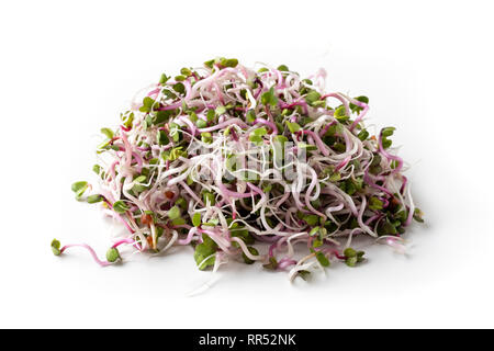 Rosa fresca germogli di rafano su sfondo bianco Foto Stock