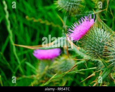 Cardi in un campo con gli insetti Foto Stock