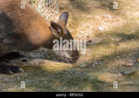 Vista di fronte del Bennett canguro rosso-un wallaby dal collo, Macropus rufogriseus, mangiare sul suolo prato all'aperto Foto Stock