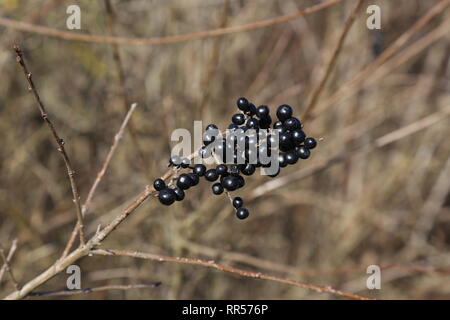 Bacche nere su rami di cespugli nella foresta Foto Stock