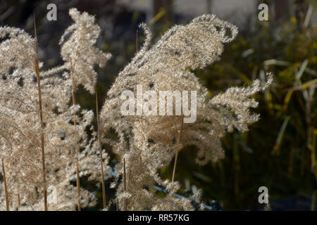Golden erba ornamentale karl foerster marrone con gambi secchi, essiccato calamagrostis acutiflora karl foerster nel tardo inverno con molti semi su di esso Foto Stock