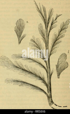 . Acadian geologia : la struttura geologica, resti organici e delle risorse minerarie della Nova Scotia, del New Brunswick e del Prince Edward Island. Geologia -- New Brunswick; Geologia -- Nova Scotia; Geologia -- Prince Edward Island; Paleontologia -- New Brunswick; Paleontologia -- Nova Scotia; Paleontologia -- Prince Edward Island. 546 IL PERIODO DEVOXIAN. Le foglie delle specie presenti sono molto abbondanti nelle formazioni argillose di prossimità di San Giovanni, e in effetti sono di carattere eminentemente- istic di loro; e su questo conto considero la dedizione di esso al mio compianto amico Dr Robb, come appositamente appropr Foto Stock