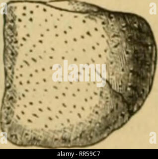 . Acadian geologia : la struttura geologica, resti organici e delle risorse minerarie della Nova Scotia, del New Brunswick e del Prince Edward Island. Geologia -- New Brunswick; Geologia -- Nova Scotia; Geologia -- Prince Edward Island; Paleontologia -- New Brunswick; Paleontologia -- Nova Scotia; Paleontologia -- Prince Edward Island. Forte creste angolari con una leggera granulate e obliquamente stropicciato. Si prega di notare che queste immagini vengono estratte dalla pagina sottoposta a scansione di immagini che possono essere state migliorate digitalmente per la leggibilità - Colorazione e aspetto di queste illustrazioni potrebbero non perfettamente assomigliano a th Foto Stock