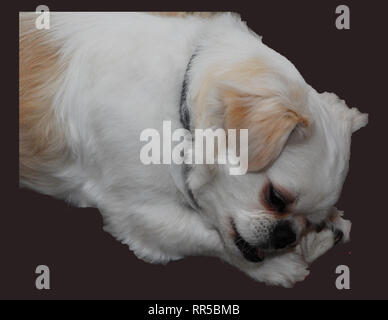 Tucker Nap Time Foto Stock