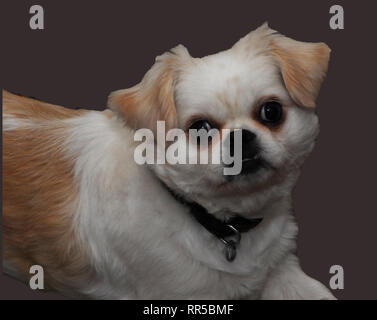 Giovani Tucker sguardo curioso Foto Stock