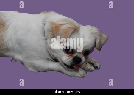 Tucker pongono Foto Stock