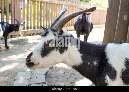 Bianco e nero ritratto di capra closeup Foto Stock