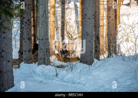 Allevamento di grande cervo (Cervus elaphus), Red Deer circondato dalla mandria di cerve. Nobile Cervi, nascosti nella foresta dei Carpazi in inverno Foto Stock