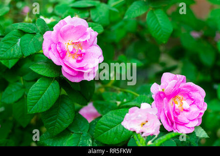 Bella viola wild rose fiore nel giardino. Foto Stock