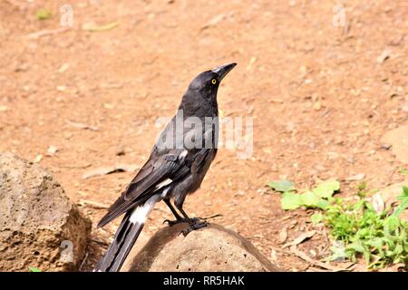 Corvo nero arroccato su una roccia con un marrone deserto polveroso sfondo. Foto Stock