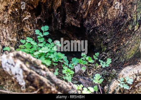 La felce piantine crescono nella cavità cava di un albero morto Foto Stock