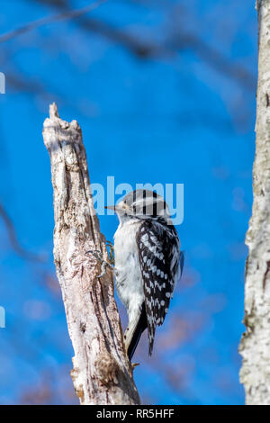 Femmina Picchio lanuginosa(Dryobates pubescens) in cerca di cibo su un albero in inverno. Foto Stock