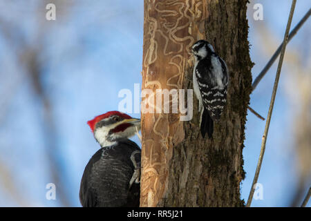 Picchio Pileated vs picchio lanuginosa Foto Stock