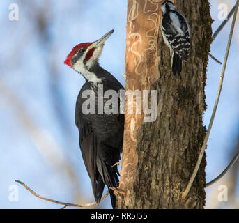 Picchio Pileated vs picchio lanuginosa Foto Stock