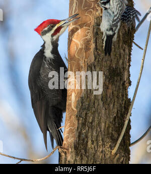 Picchio Pileated vs picchio lanuginosa Foto Stock