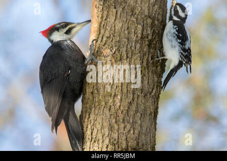 Picchio Pileated vs picchio lanuginosa Foto Stock