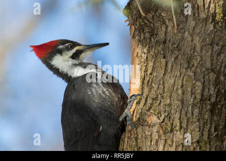 Picchio pileated Foto Stock