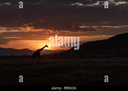 Giraffa iconica puntoni keniota tramonto Foto Stock