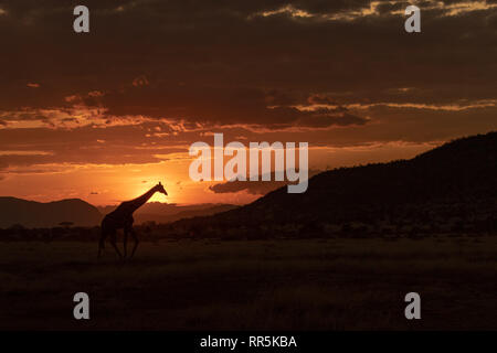 Giraffa iconica puntoni keniota tramonto Foto Stock