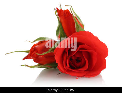 Single red rose isolati su sfondo bianco Foto Stock
