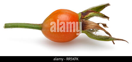 Fresh rosa canina isolati su sfondo bianco Foto Stock