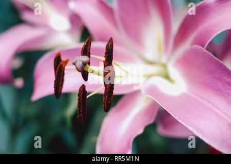 Stame e pistillo del fiore rosa gigli close up. Natura astratta sfondo. La curva di Lily Stargazer Foto Stock