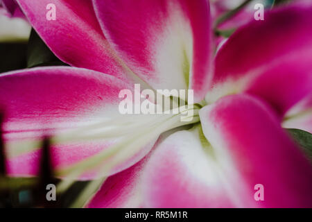 Stame e pistillo del fiore rosa gigli close up. Natura astratta sfondo. La curva di Lily Stargazer Foto Stock