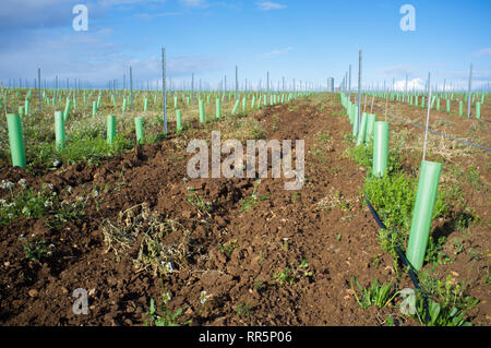 Filari di viti gemme protetti da rifugio ad albero di tubi e irrigate dal sistema di gocciolamento. Tierra de Barros, Estremadura, Spagna Foto Stock