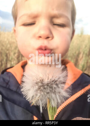 2 anni boy soffiando il tarassaco al settore dei cereali. Primo piano Foto Stock