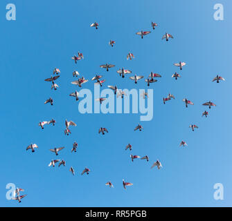 I piccioni viaggiatori in volo contro il cielo blu in Spagna. La parte inferiore di vittorie dipinte con punto rosso per l'identificazione. Foto Stock