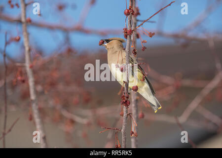 Il Cedar waxwing in un incendio della prateria crabapple tree Foto Stock