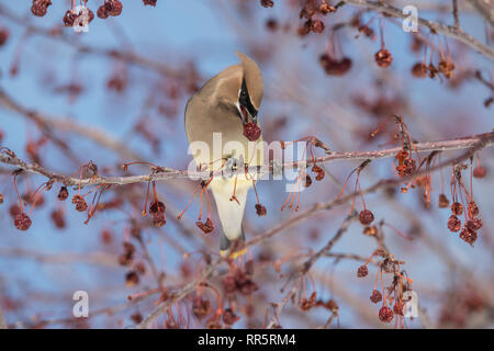 Il Cedar waxwing in un incendio della prateria crabapple tree Foto Stock