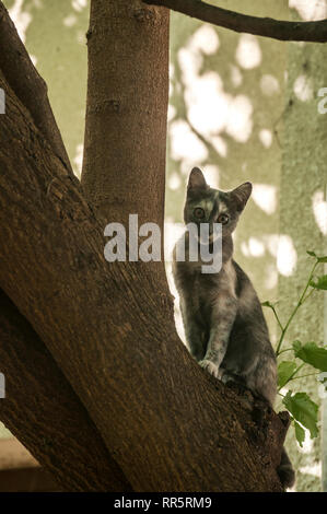 Bella giovane femmina cat street arrampicata su albero closeup Foto Stock