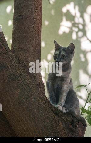 Bella giovane femmina cat street arrampicata su albero closeup Foto Stock