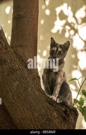 Bella giovane femmina cat street arrampicata su albero closeup Foto Stock