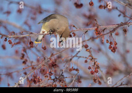 Il Cedar waxwing in un incendio della prateria crabapple tree Foto Stock