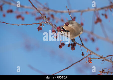 Il Cedar waxwing in un incendio della prateria crabapple tree Foto Stock