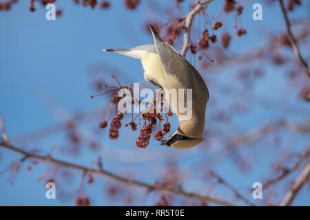 Il Cedar waxwing in un incendio della prateria crabapple tree Foto Stock